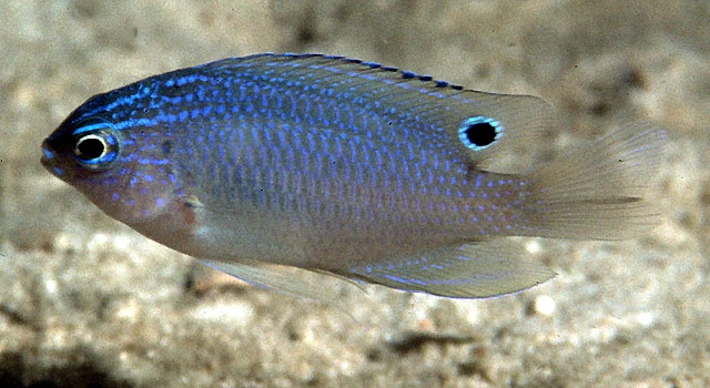 Treplettet Damsel (Pomacentrus tripunctatus)