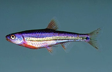 Regnbue løje (Notropsis chrosomus)