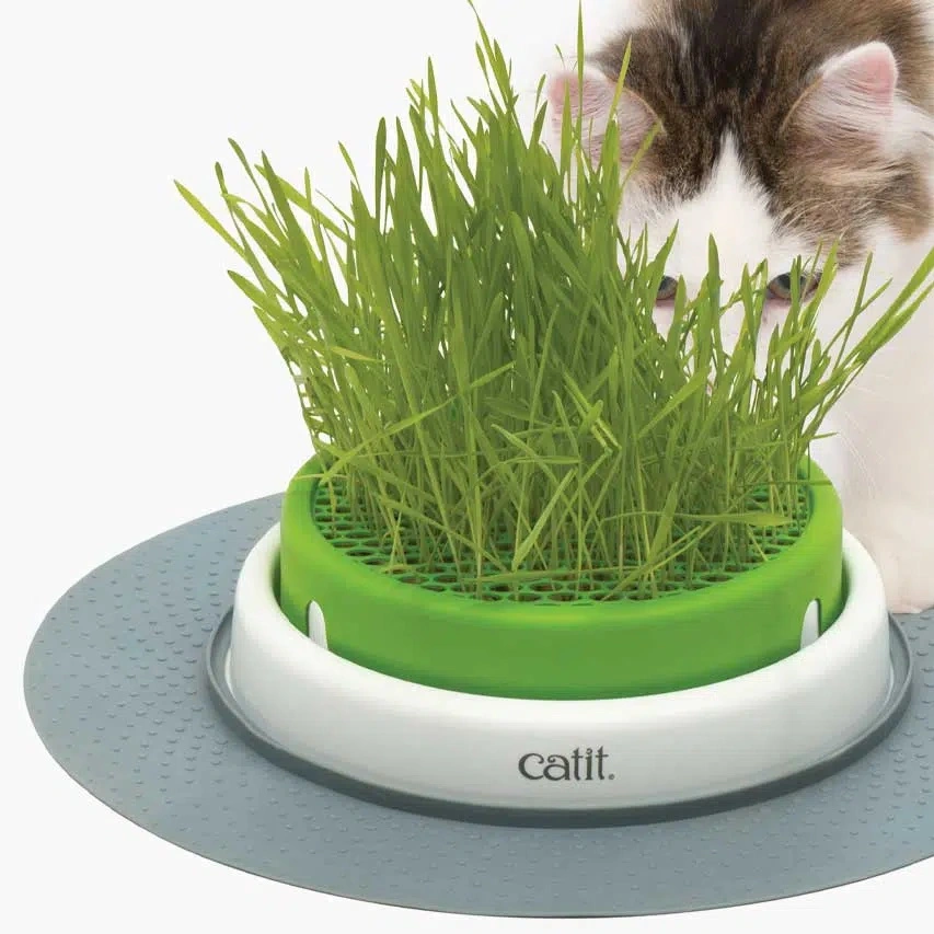Catit Senses Kattegræs