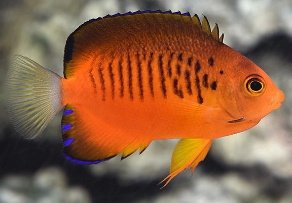 Centropyge shepardi