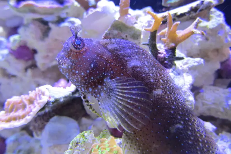 Stjerne Hugo (Salarias ramosus)