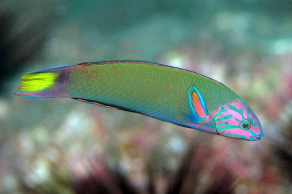 Månegylte (Thalassoma lunare)