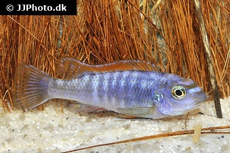 Trewawasae Malawi Cichlide (Labeotropheus trewawasae)