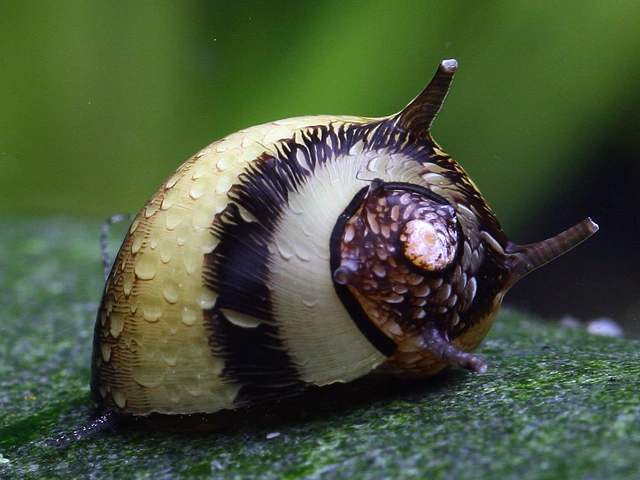 Zebrastripet behåret snegl (Clithon corona)