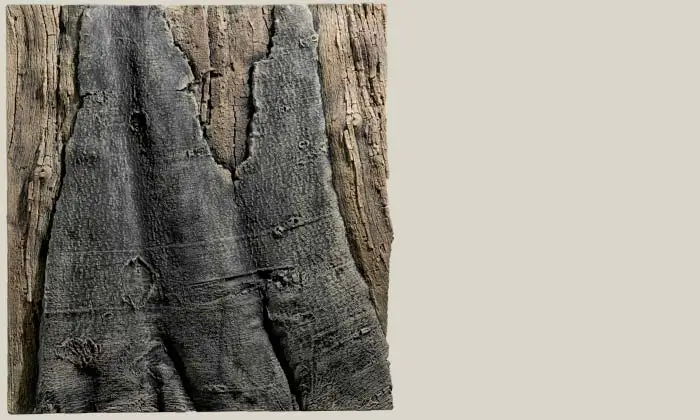 Back to Nature Slim-Line 60 A Amazone (50x55 cm)