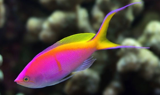 Anthias bartlettorum (ikke set før i Danmark)