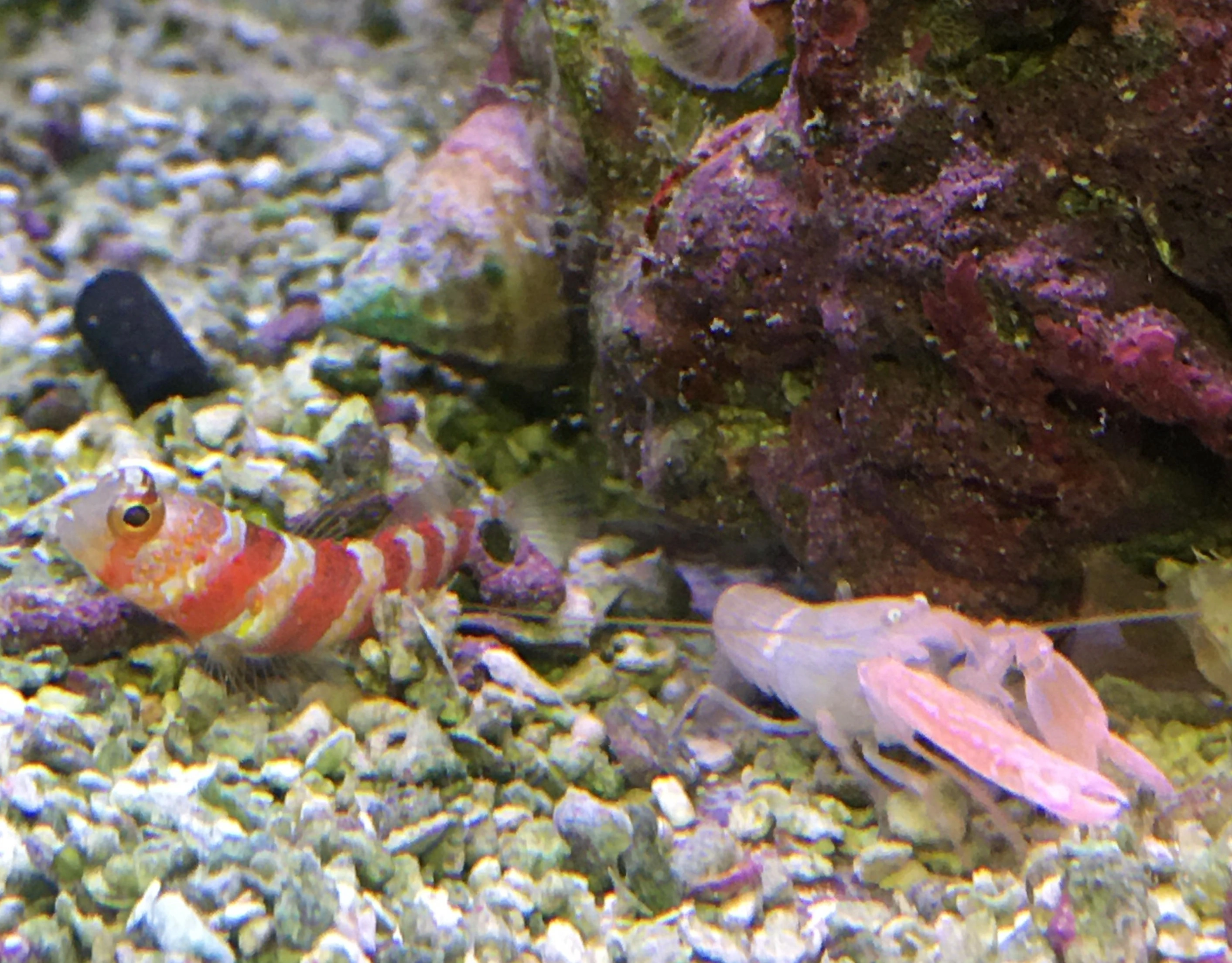 Amblyeleptris Wheeleri - Flot Goby