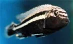 Melanochromis auratus