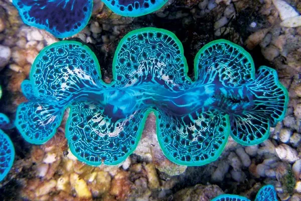 Tridacna Maxima Blue Musling 9-10 cm