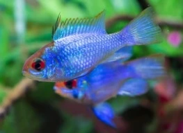 Elektrisk Blå Sommerfuglecichlide (Papiliochromis ramirezi)