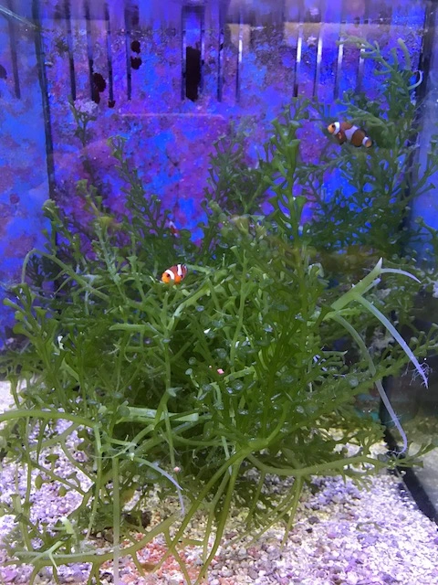 Caulerpa racemosa (alge til saltvand) Vindrue alge