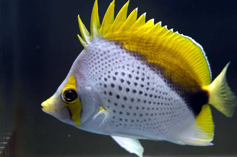 Chaetodon Declivis