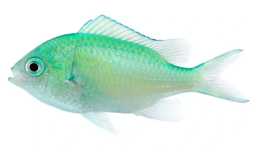 Grøn chromis (Chromis viridis)
