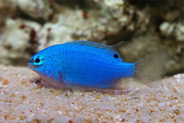 Safir Damsel (Chrysiptera cyanea)