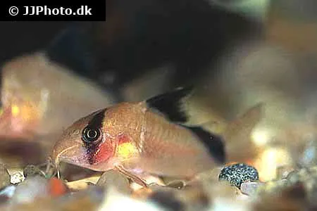 Pansermalle Corydoras Metae