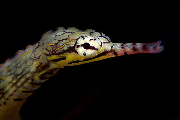 Corythoichthys intestinalis