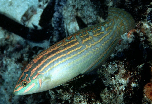Pyntet Gylte (Halichoeres cosmetus)