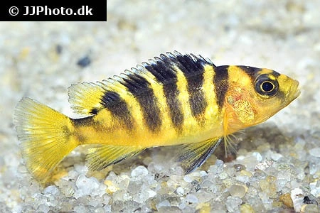Humlebi Cichlide (Maylandia crabro)
