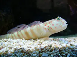 Pinkplettet Reje-Gobi (Cryptocentrus leptocephalus)