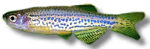 Leopard Danio (Brachydanio frankei)