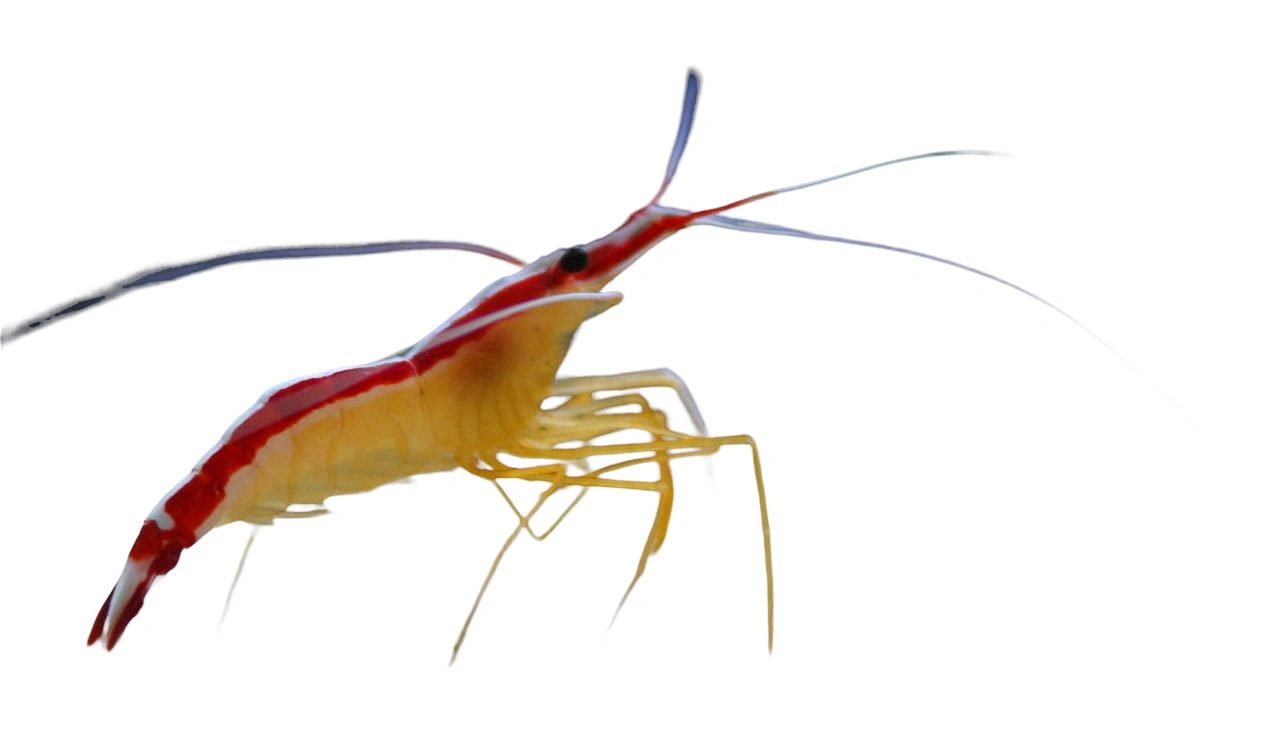Dannebrogsreje 3-4 cm (Lysmata Amboinensis)