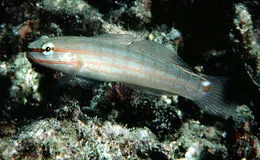 Orangestribet Gobi (Amblygobius decussatus)