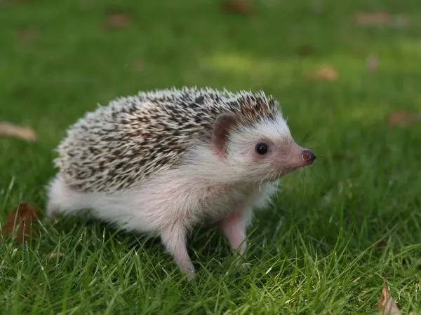 Hvidbuget Pindsvin (Atelerix albiventris)
