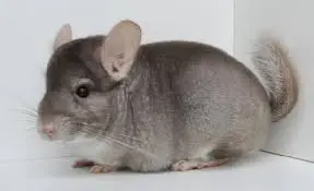 Chinchilla (Chinchilla lanigera) Beige