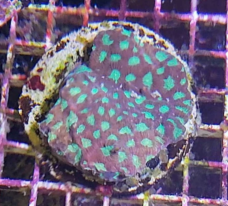 Favites sp. Rød