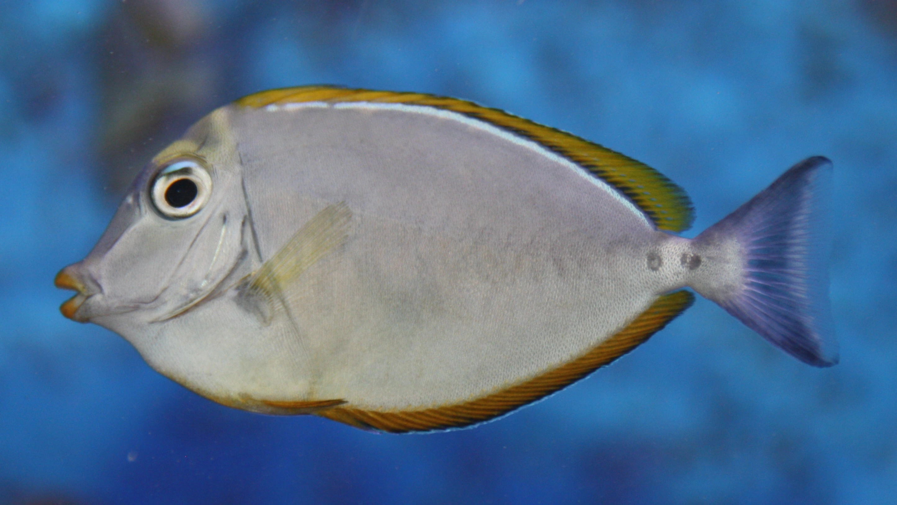 Naso Elegans kirurgfisk 8-10 cm