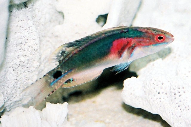 Udsøgt Gylte (Cirrhilabrus exquisitus)