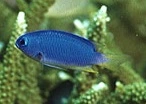 Neon Damsel Pomacentrus coelestis