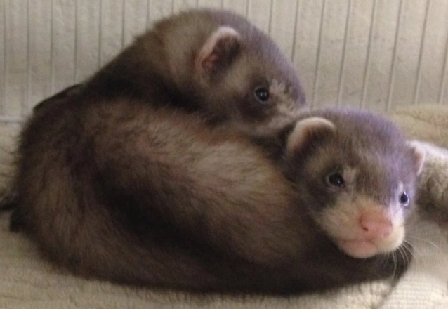 Fritte unge (Mustela putorius furo)