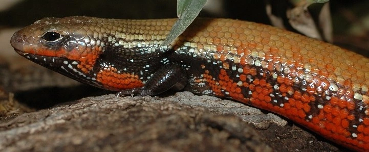 Flammeskink (Lepidothyris Fernandi)