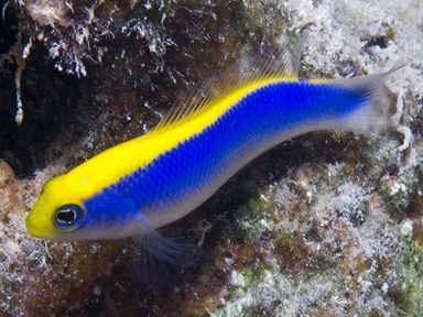 Pseudochromis Flavivertex