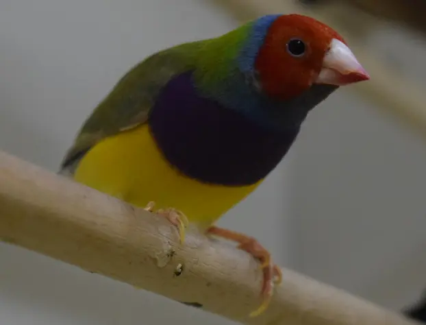 Gouldsamadine han (Chloebia gouldiae)