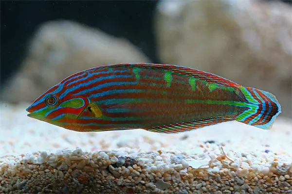 Haleplet Gylte (Halichoeres melanurus)