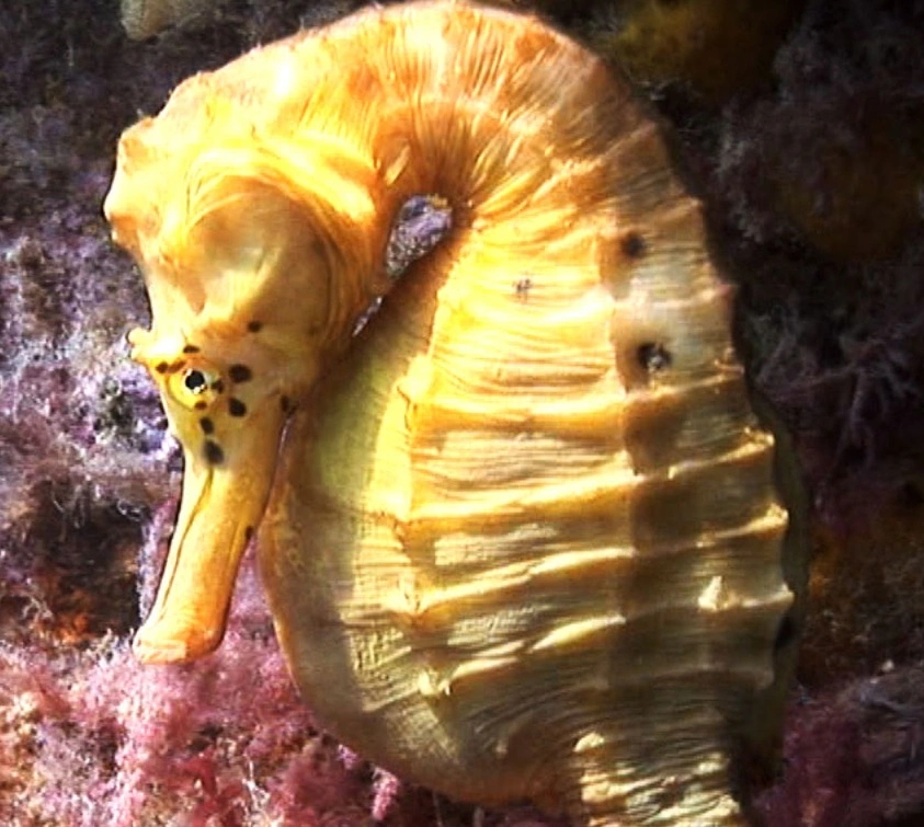 Hippocampus abdominalis