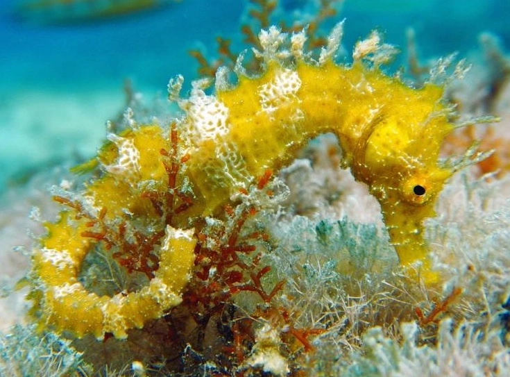 Hippocampus guttulatus
