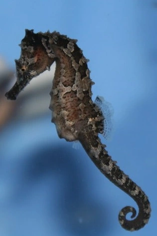 Vestatlantisk Søhest (Hippocampus erectus) - opdrættet