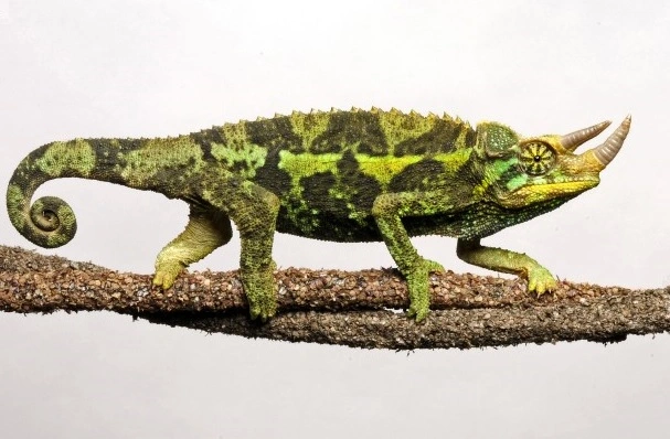 Triocerus j.xantholophus (Trehorns Kamæleon) Voksen