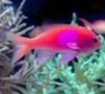 Pseudanthias Pleurotaenia (Female)