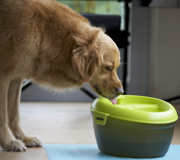 Hunde drikkefontæne med Dental Care 6 Liter (Dog H2O)