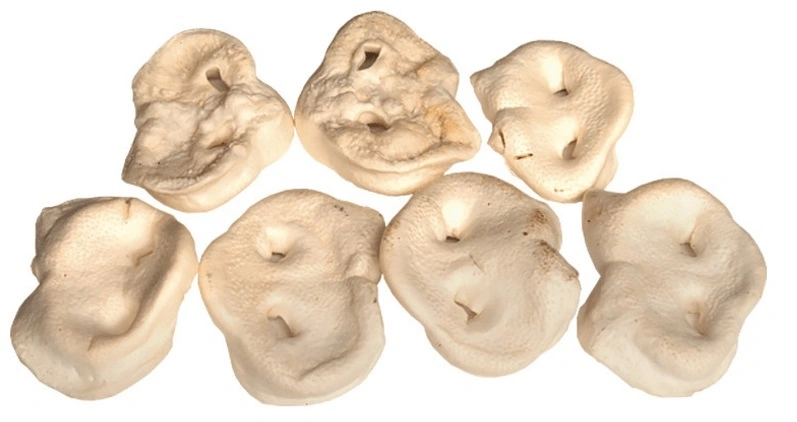 Snackit Hvid Grisetryne 1 stk - Naturlige hundesnacks