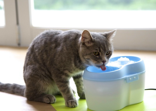 Drikkefontæne Kat Dental Care 2 Liter