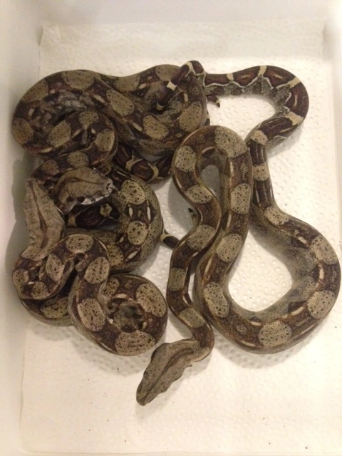 Kongeboa unge
