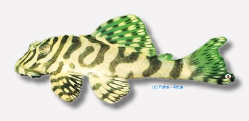 Peckoltia compta (L-134)