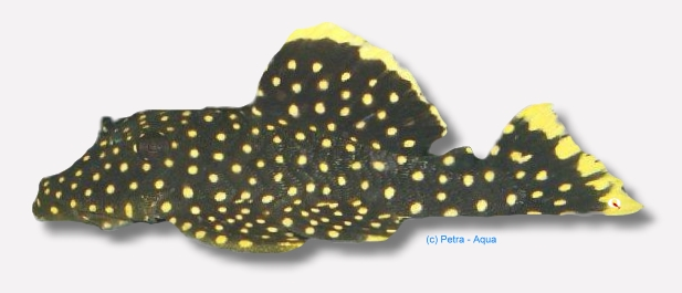 Golden Nugget Malle L018 (Baryancistrus sp.)