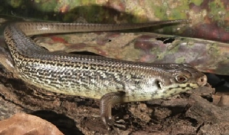 Major skink (Bellatorias Egernia frerei)