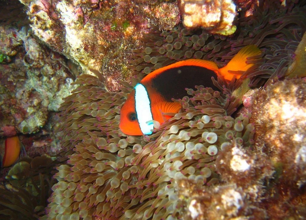 Ildklovnfisk (Amphiprion melanopus)